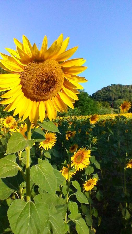 Podere Pian Dei Gelsi 볼테라 외부 사진